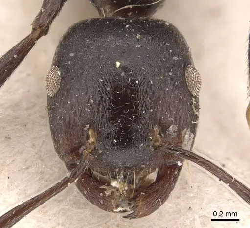 Crematogaster stadelmanni specimen CASENT0908650 image casent0908650_2