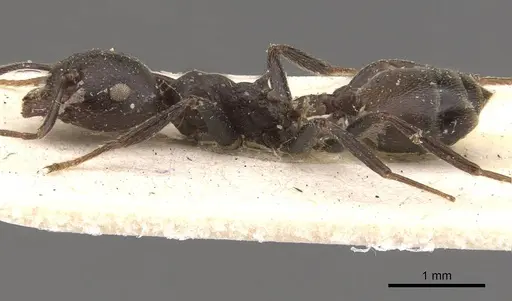 Crematogaster stadelmanni specimen CASENT0908650 image casent0908650_3