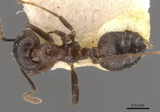 Crematogaster stadelmanni specimen CASENT0908651 image casent0908651_1