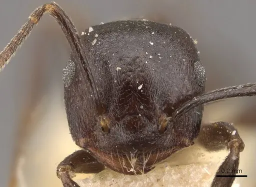 Crematogaster stadelmanni specimen CASENT0908651 image casent0908651_2