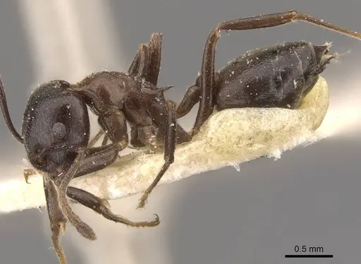 Crematogaster stadelmanni specimen CASENT0908651 image casent0908651_3