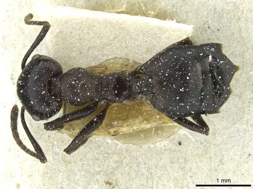 Crematogaster stadelmanni specimen CASENT0912738 image casent0912738_1