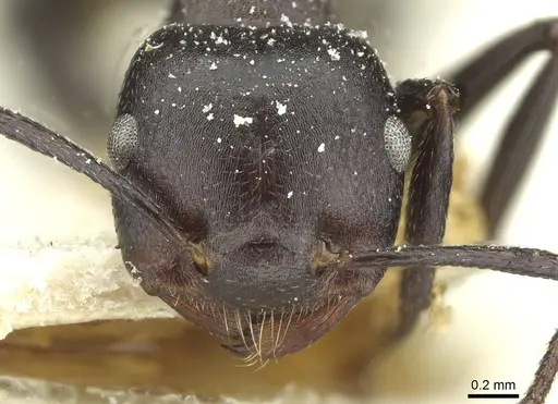 Crematogaster stadelmanni specimen CASENT0912738 image casent0912738_2