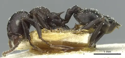 Crematogaster stadelmanni specimen CASENT0912738 image casent0912738_3
