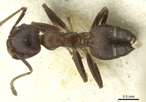 Crematogaster stadelmanni specimen CASENT0912739 image casent0912739_1