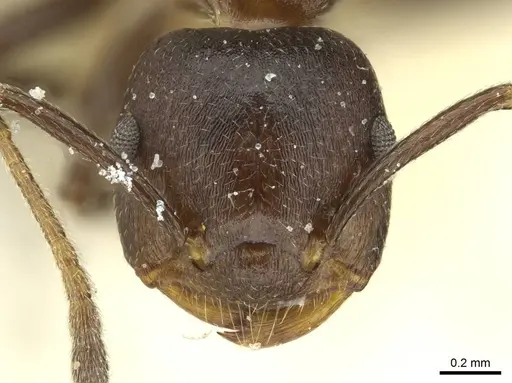 Crematogaster stadelmanni specimen CASENT0912739 image casent0912739_2