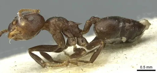 Crematogaster stadelmanni specimen CASENT0912739 image casent0912739_3