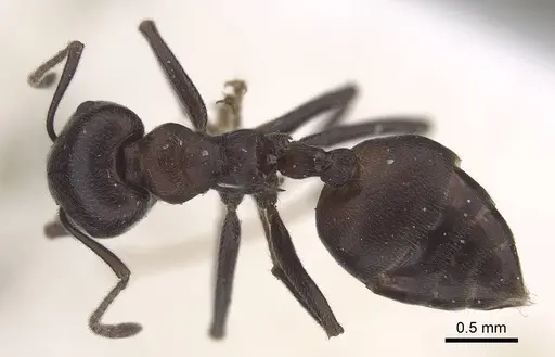 Crematogaster stadelmanni specimen CASENT0919676 image casent0919676_1