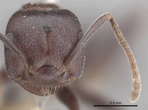 Crematogaster stadelmanni specimen CASENT0919676 image casent0919676_2