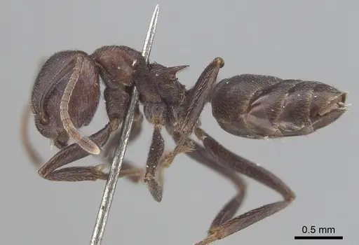 Crematogaster stadelmanni specimen CASENT0919676 image casent0919676_3