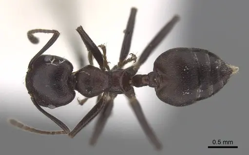Crematogaster stadelmanni specimen CASENT0919677 image casent0919677_1