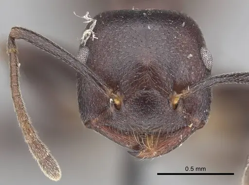 Crematogaster stadelmanni specimen CASENT0919677 image casent0919677_2