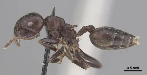 Crematogaster stadelmanni specimen CASENT0919677 image casent0919677_3