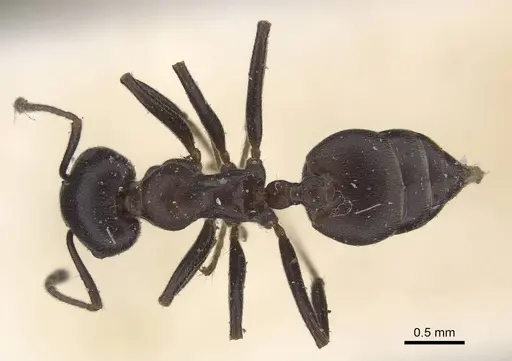 Crematogaster stadelmanni specimen CASENT0919678 image casent0919678_1