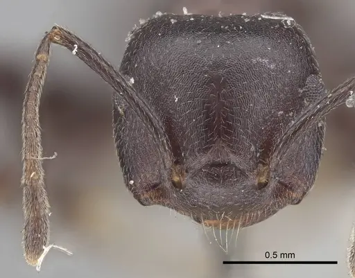 Crematogaster stadelmanni specimen CASENT0919678 image casent0919678_2