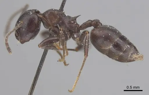 Crematogaster stadelmanni specimen CASENT0919678 image casent0919678_3