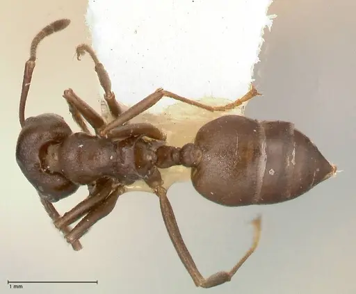 Crematogaster stadelmanni specimen FOCOL0658-1 image focol0658-1_1