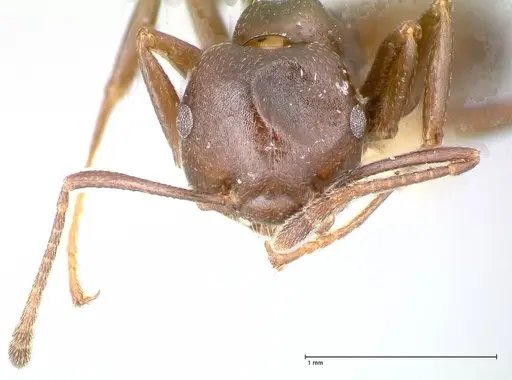 Crematogaster stadelmanni specimen FOCOL0658-1 image focol0658-1_2