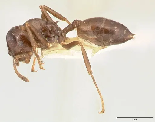 Crematogaster stadelmanni specimen FOCOL0658-1 image focol0658-1_3