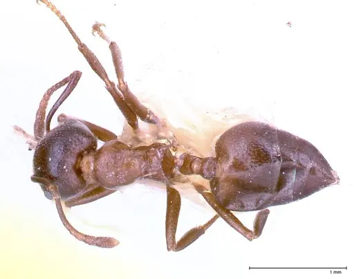 Crematogaster stadelmanni specimen FOCOL0658-2 image focol0658-2_1
