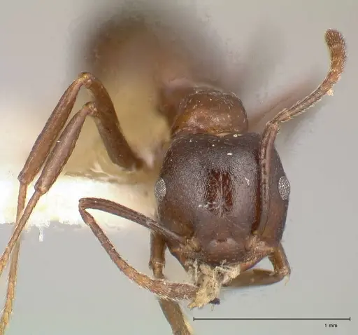 Crematogaster stadelmanni specimen FOCOL0658-2 image focol0658-2_2