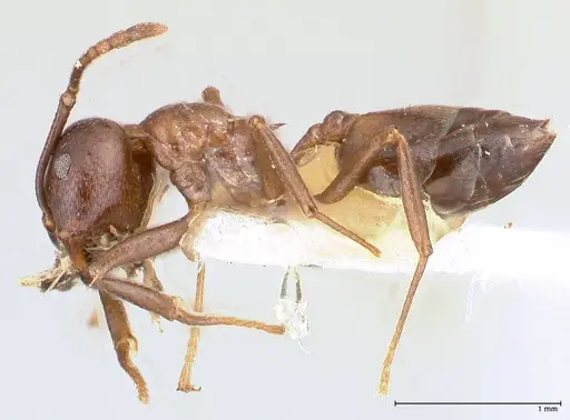 Crematogaster stadelmanni specimen FOCOL0658-2 image focol0658-2_3