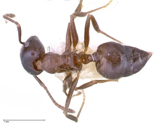Crematogaster stadelmanni specimen FOCOL0658-3 image focol0658-3_1