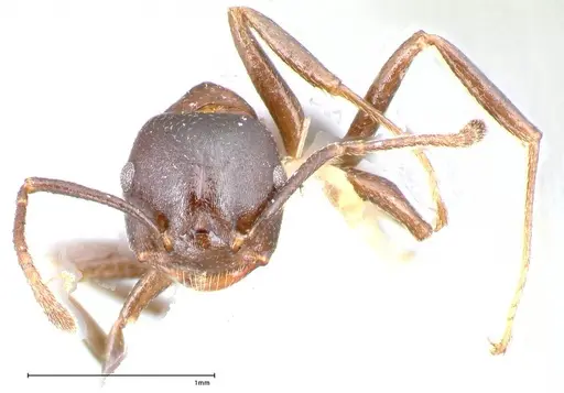 Crematogaster stadelmanni specimen FOCOL0658-3 image focol0658-3_2