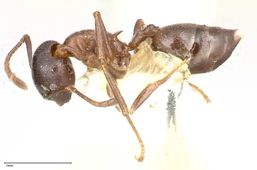 Crematogaster stadelmanni specimen FOCOL0658-3 image focol0658-3_3