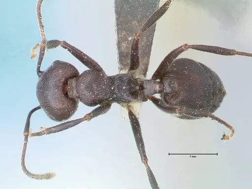 Crematogaster stadelmanni specimen FOCOL1507 image focol1507_1