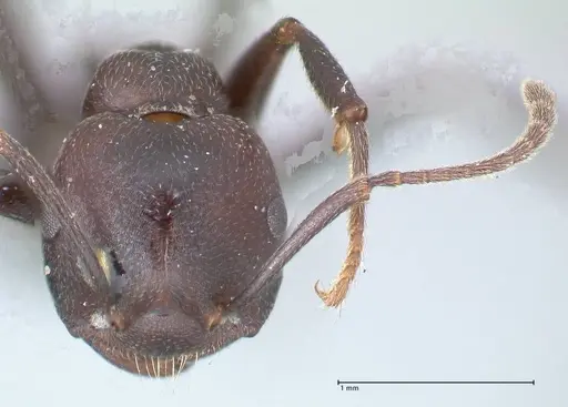 Crematogaster stadelmanni specimen FOCOL1507 image focol1507_2