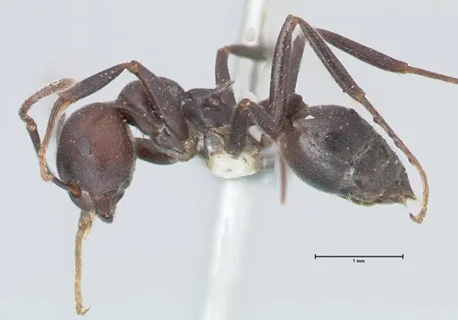 Crematogaster stadelmanni specimen FOCOL1507 image focol1507_3