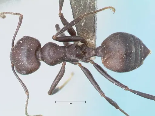 Crematogaster stadelmanni specimen FOCOL1508 image focol1508_1