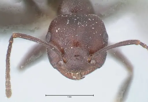 Crematogaster stadelmanni specimen FOCOL1508 image focol1508_2