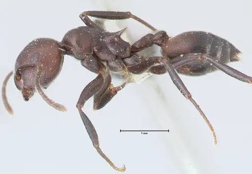 Crematogaster stadelmanni specimen FOCOL1508 image focol1508_3