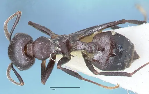 Crematogaster stadelmanni specimen FOCOL1509 image focol1509_1