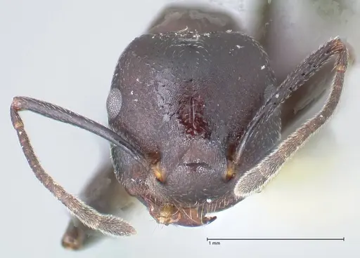 Crematogaster stadelmanni specimen FOCOL1509 image focol1509_2