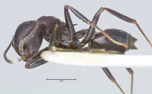 Crematogaster stadelmanni specimen FOCOL1509 image focol1509_3