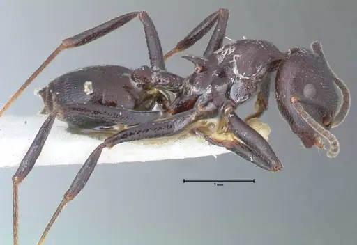Crematogaster stadelmanni specimen FOCOL1509 image focol1509_4