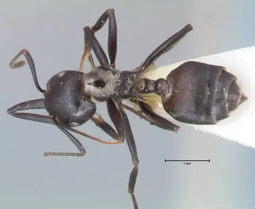 Crematogaster stadelmanni specimen FOCOL1510 image focol1510_1