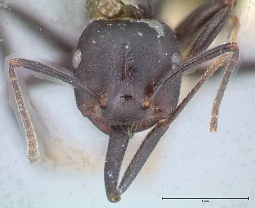 Crematogaster stadelmanni specimen FOCOL1510 image focol1510_2