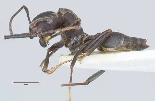 Crematogaster stadelmanni specimen FOCOL1510 image focol1510_3