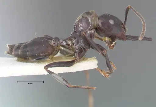 Crematogaster stadelmanni specimen FOCOL1510 image focol1510_4