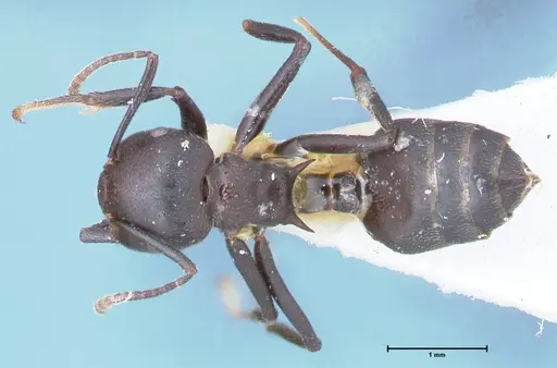 Crematogaster stadelmanni specimen FOCOL1511 image focol1511_1
