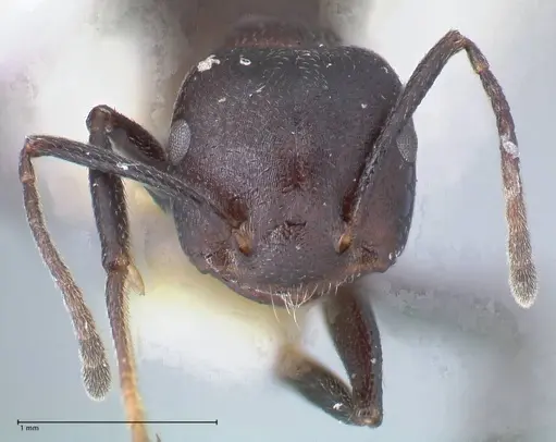 Crematogaster stadelmanni specimen FOCOL1511 image focol1511_2