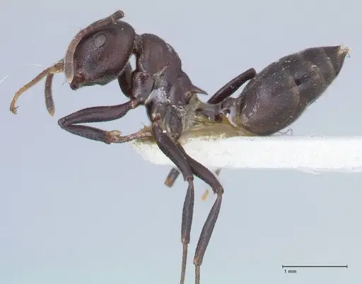 Crematogaster stadelmanni specimen FOCOL1511 image focol1511_3