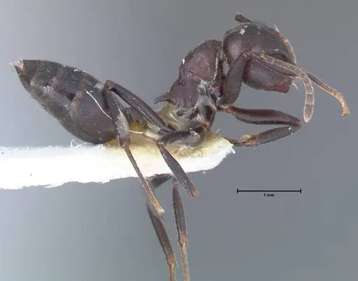 Crematogaster stadelmanni specimen FOCOL1511 image focol1511_4