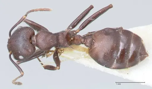 Crematogaster stadelmanni specimen FOCOL1512 image focol1512_1