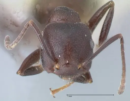 Crematogaster stadelmanni specimen FOCOL1512 image focol1512_2