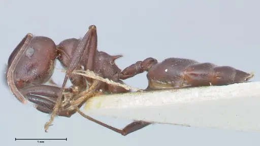 Crematogaster stadelmanni specimen FOCOL1512 image focol1512_3